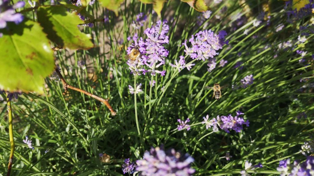 Jugendfreizeiteinrichtung CHiP 77 - Lavendel im Garten